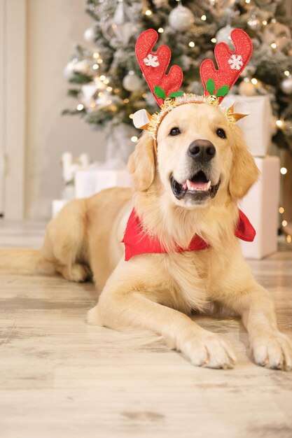 Cane capodanno, Natale. Golden retriever