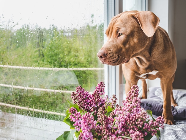 Cane carino accanto a fiori viola