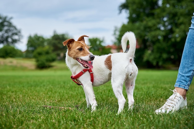 Cane carino attivo che corre sul prato con erba verde