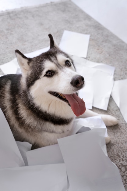 Cane carino che fa un pasticcio con la carta