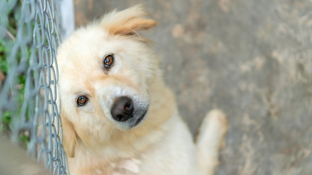 Cane carino che giace in una gabbia.