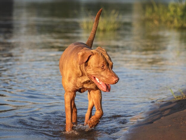 Cane carino che nuota nel fiume Una giornata di sole