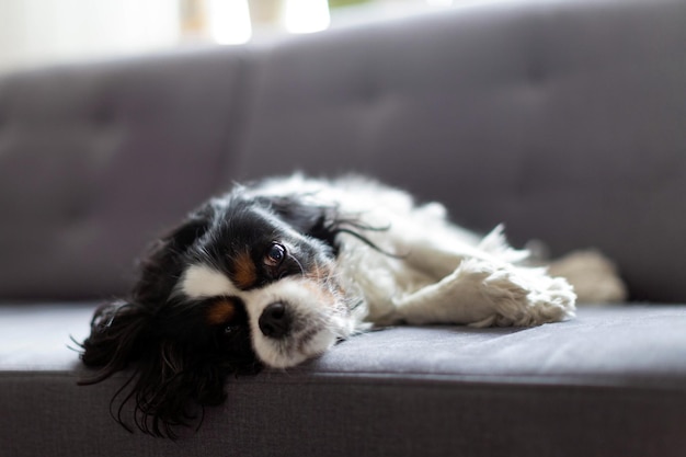 Cane carino che si rilassa sul divano