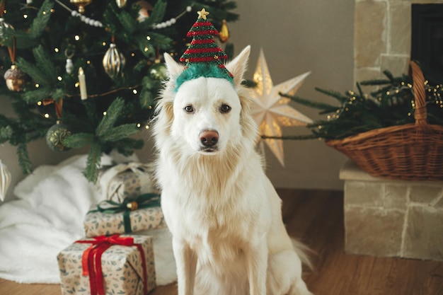 Cane carino con accessorio per albero festivo seduto sullo sfondo di un albero di Natale decorato con stile e regali Vacanze invernali e animali domestici Ritratto di dolce cane bianco nella stanza di Natale Buon Natale