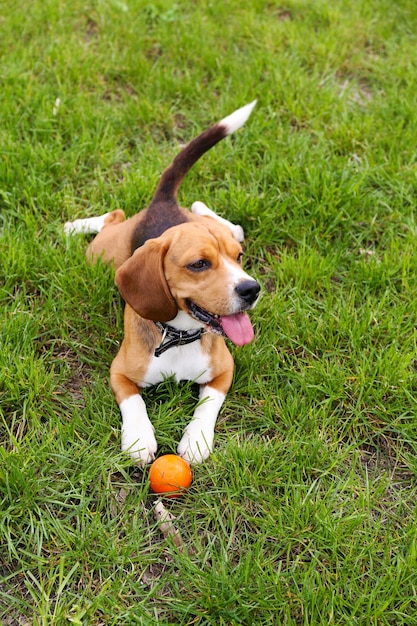 Cane carino divertente nel parco