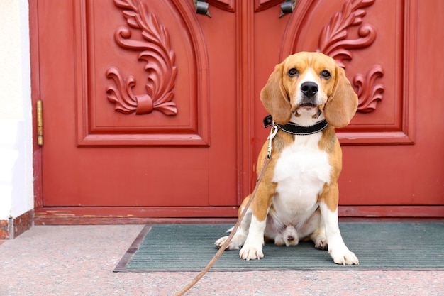 Cane carino divertente vicino alla porta di casa