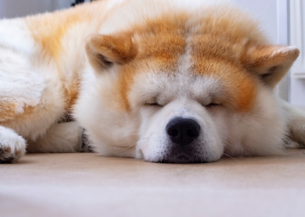 Cane carino dormire sul pavimento