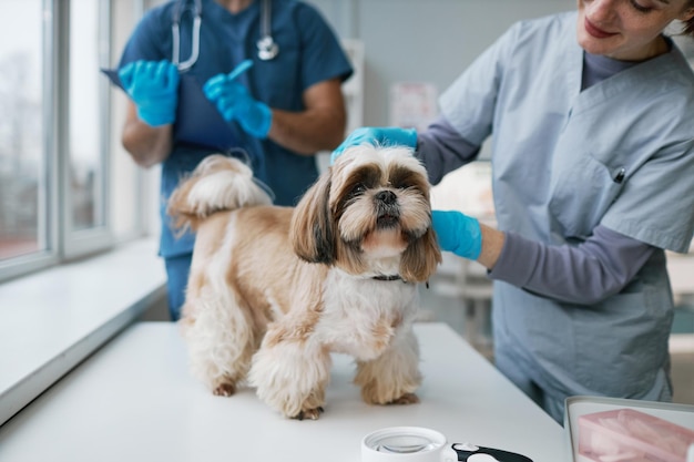 Cane carino in piedi sul tavolo medico mentre il veterinario femminile lo esamina
