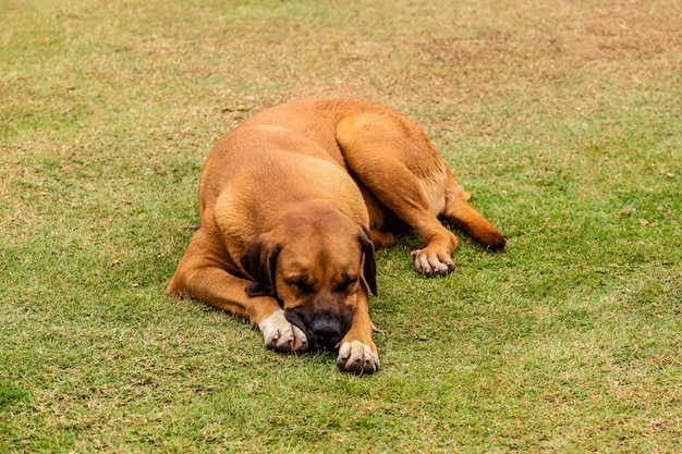 Cane carino in una postura diversa