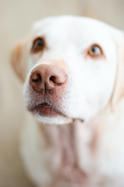 Cane carino Labrador retriever a casa Cane divertente Cane che osserva in su