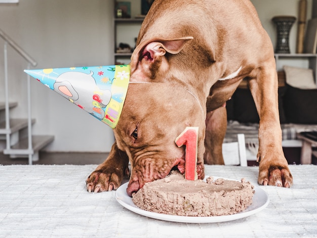 Cane carino mangiare la torta di compleanno