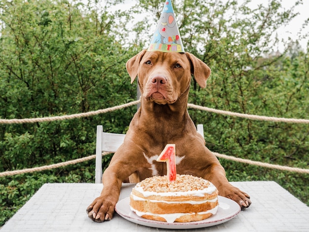 Cane carino mangiare la torta di compleanno