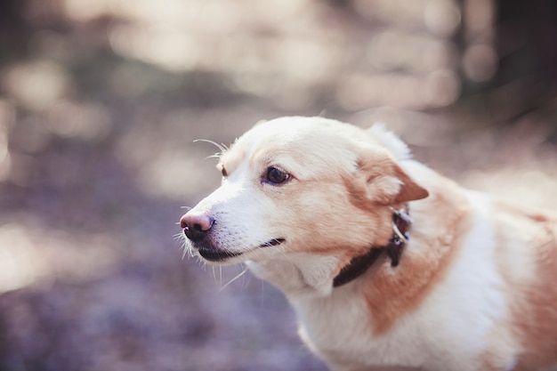 Cane carino nella foresta