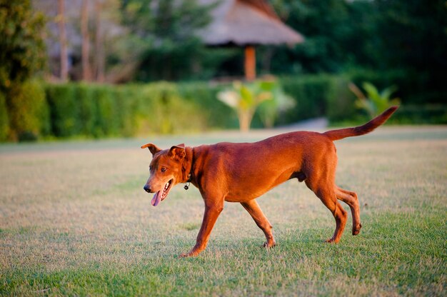 Cane carino Passeggiata nel giardino anteriore