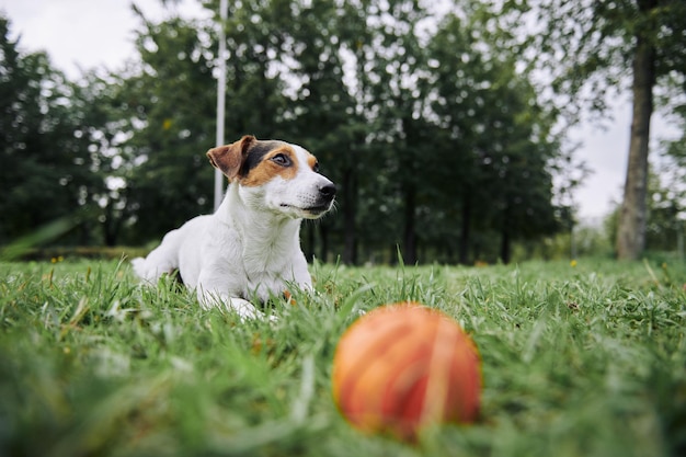 Cane carino sdraiato sull&#39;erba