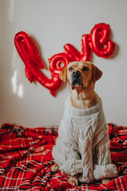 Cane carino seduto sul pavimento con coperta e palloncini amore