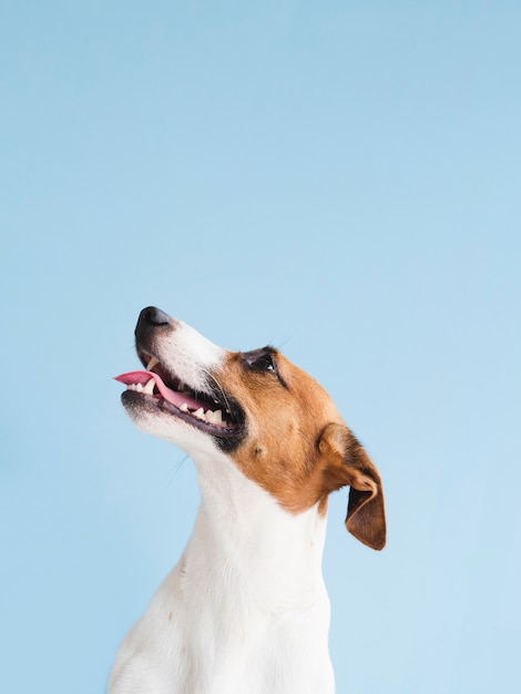 Cane carino vista frontale con la testa sollevata