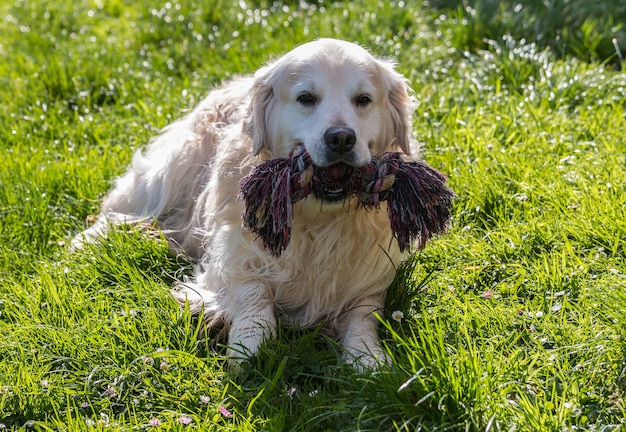 cane carino