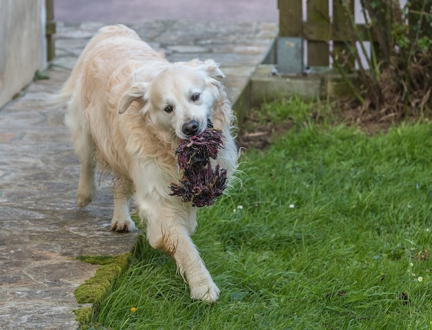 cane carino