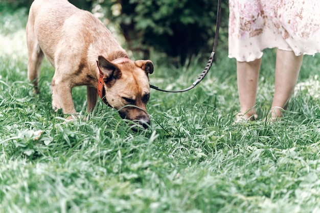 Cane cauto che annusa il terreno durante una passeggiata con il proprietario simpatico cane marrone ritratto all'aperto concetto di rifugio per animali