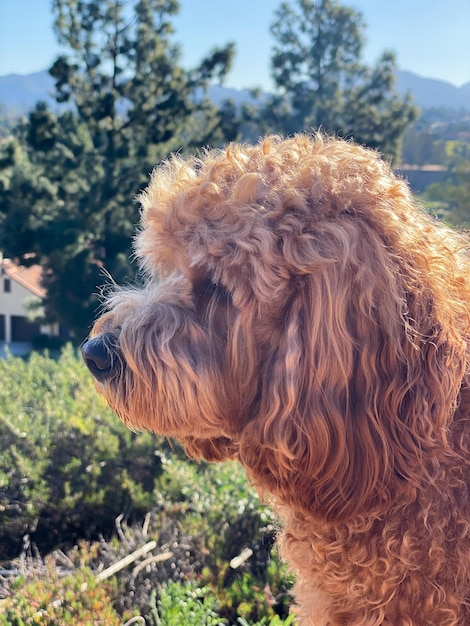 Cane Cavapoo nel parco di razza mista di Cavalier King Charles Spaniel e Poodle