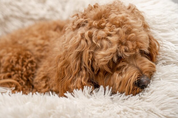 Cane Cavapoo nel suo letto di razza mista di Cavalier King Charles Spaniel e Poodle