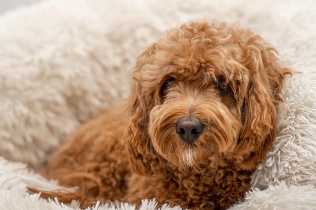 Cane Cavapoo nel suo letto di razza mista di Cavalier King Charles Spaniel e Poodle