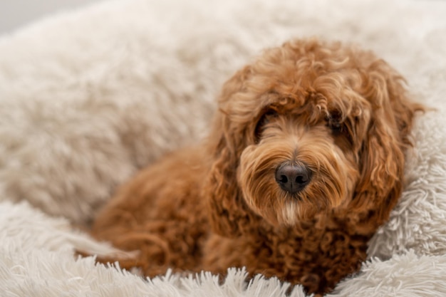 Cane Cavapoo nel suo letto di razza mista di Cavalier King Charles Spaniel e Poodle