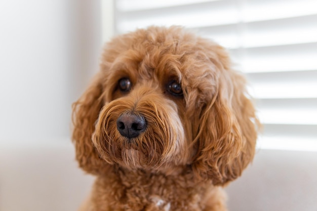 Cane Cavapoo nel suo letto di razza mista di Cavalier King Charles Spaniel e Poodle