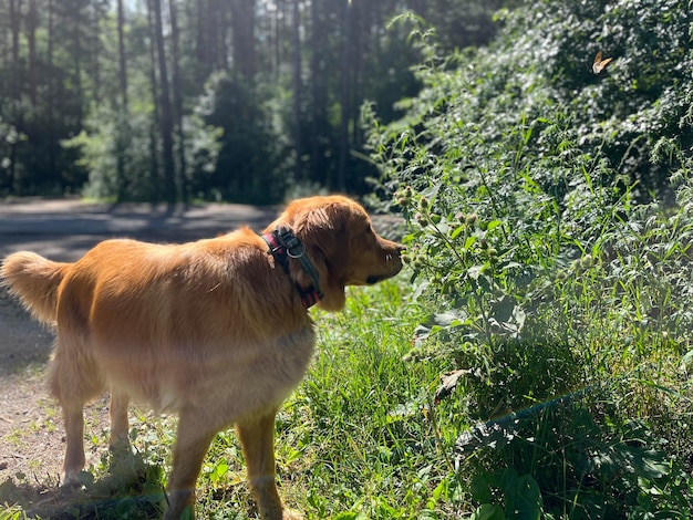 cane che annusa i fiori al sole