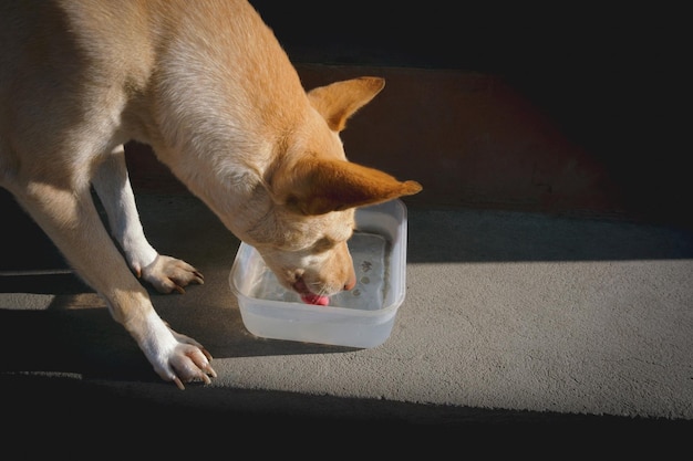 Cane che beve acqua assetata in strada