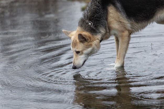 Cane che beve da una pozza di pioggia in natura