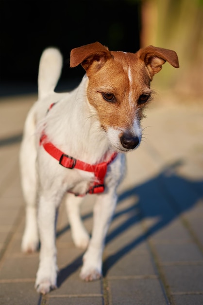 Cane che cammina al ritratto sveglio del jack russell terrier della via della città all'aperto