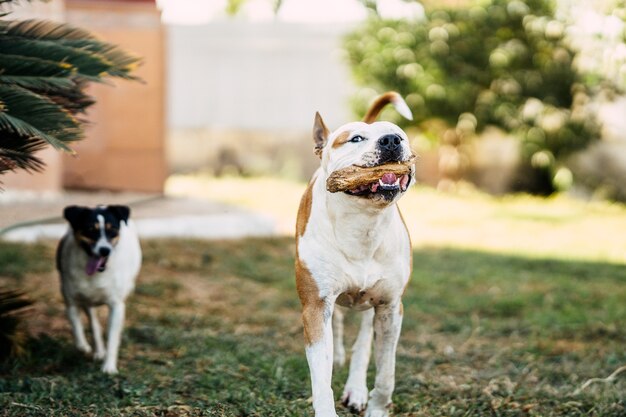 Cane che cammina con un bastone in bocca accanto a un piccolo cane all'aperto