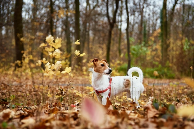 Cane che cammina nel parco d'autunno