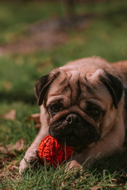 Cane che cammina nel parco