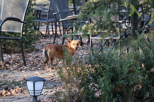 Cane che cammina nel ristorante della foresta