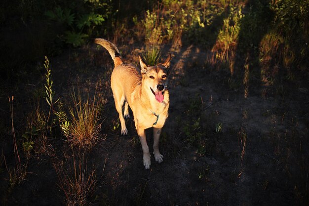 Cane che cammina nell'erba la sera alla natura