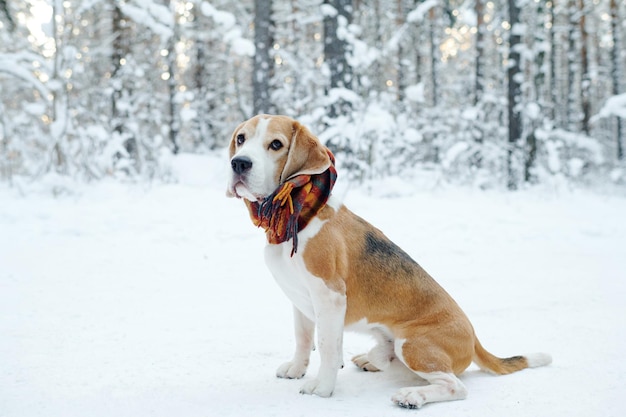 Cane che cammina nella foresta d'inverno