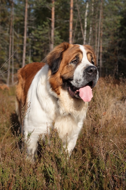 Cane che cammina nella foresta