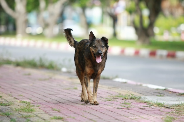 Cane che cammina per strada