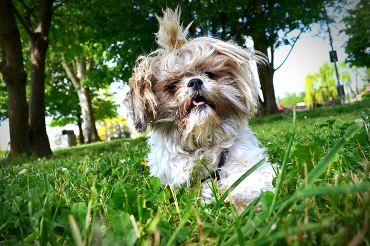Foto cane che cammina sul campo erboso