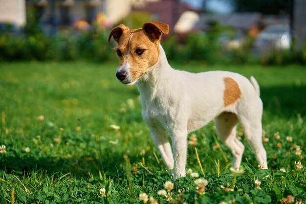 Cane che cammina sul prato con erba verde il giorno d'estate Animale domestico attivo all'aperto