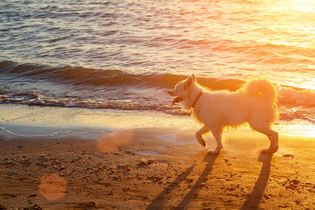 Cane che cammina sulla spiaggia al tramonto