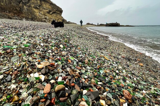 cane che cammina sulla spiaggia di vetro