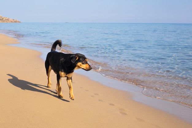 Cane che cammina sulla spiaggia