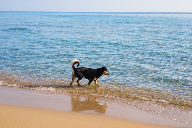 Cane che cammina sulla spiaggia