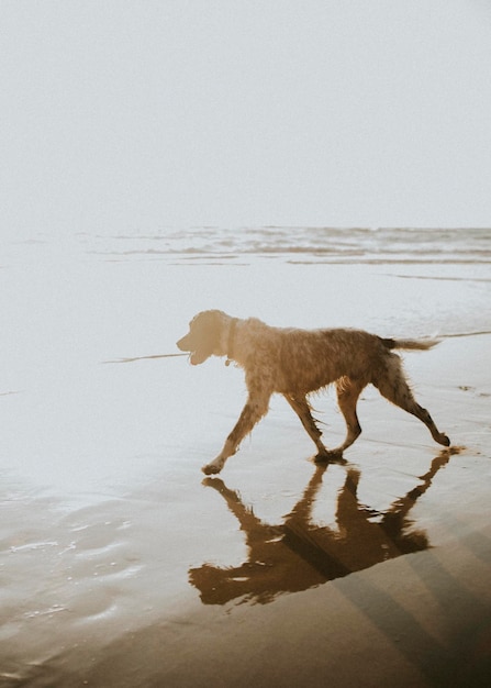 Cane che cammina sulla spiaggia