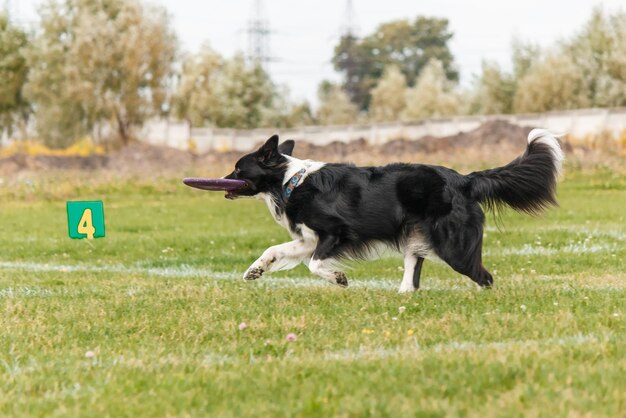 Cane che cattura il disco volante nel salto, animale domestico che gioca all'aperto in un parco. evento sportivo, realizzazione in spo