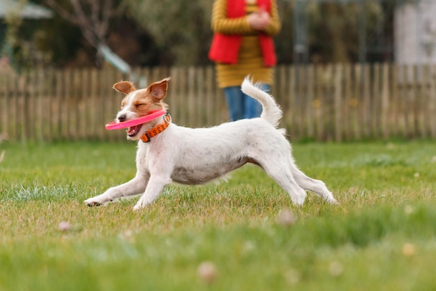 Cane che cattura il disco volante nel salto, animale domestico che gioca all'aperto in un parco. evento sportivo, realizzazione in spo